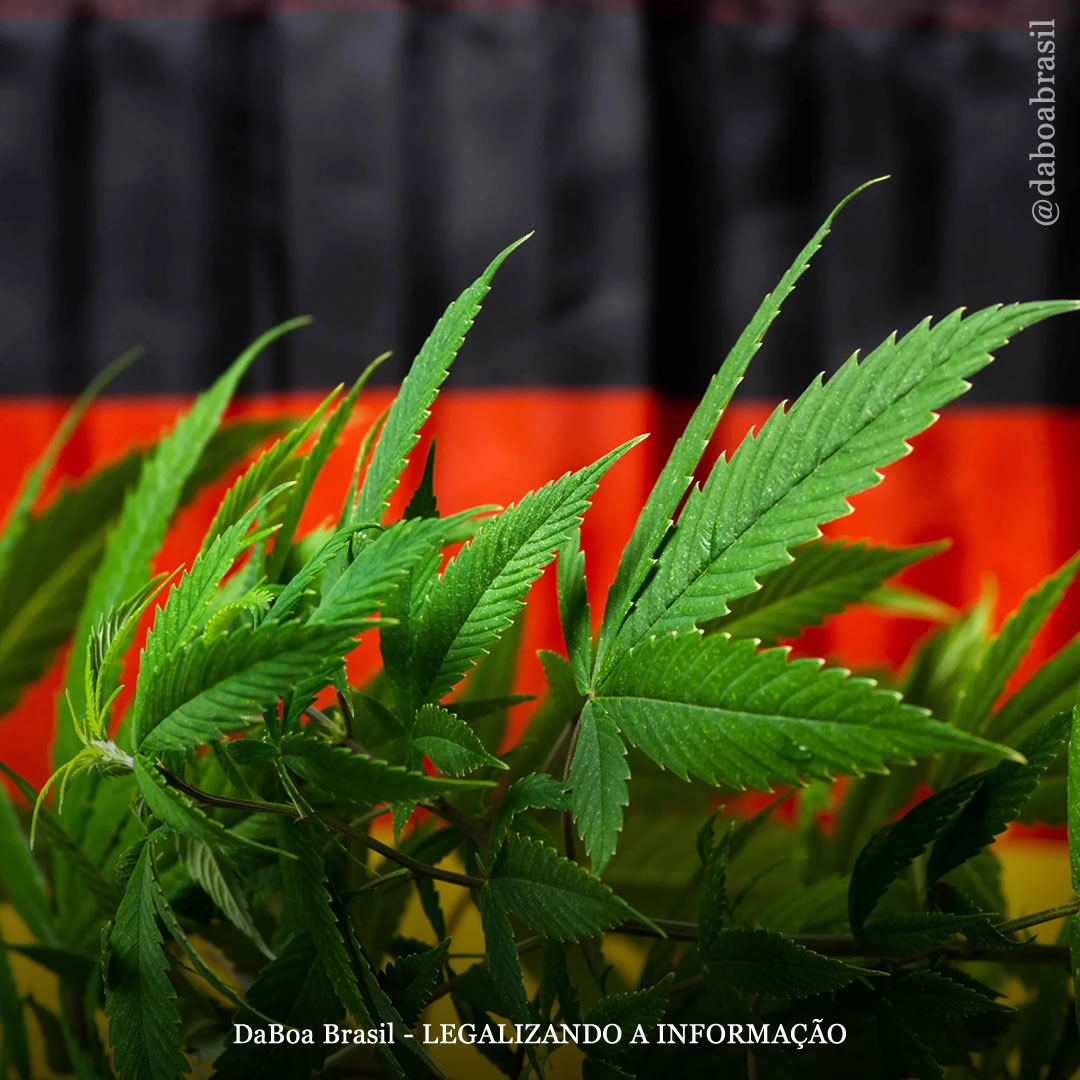 Alemanha divulga projeto de lei de legalização do uso adulto da maconha