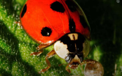 Dicas de cultivo: 6 insetos muito comuns que ajudam no controle de pragas