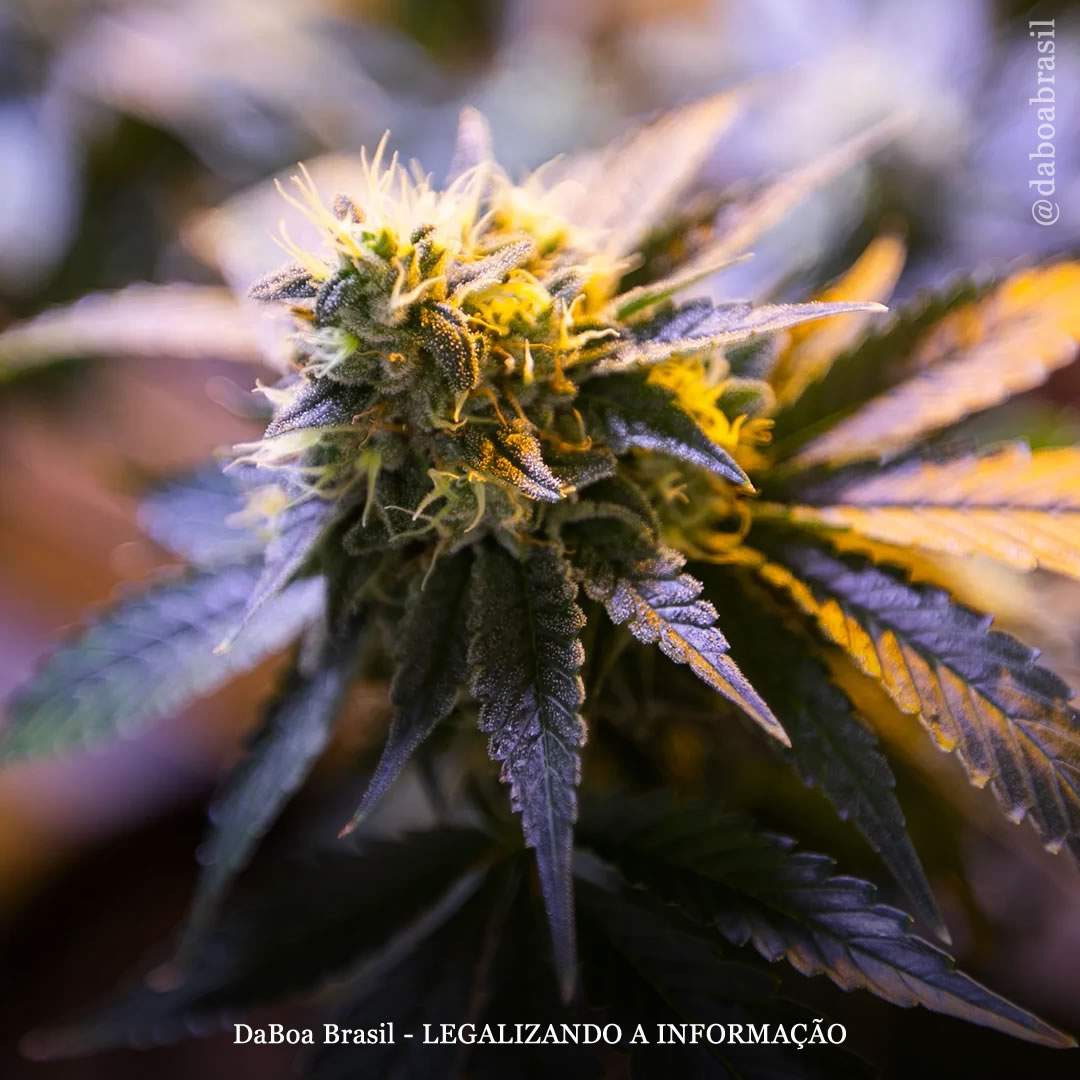 Dicas de cultivo: como estabilizar uma variedade de maconha