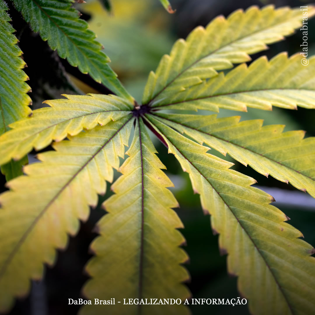 Dicas de cultivo: por que as folhas da planta de maconha secam?