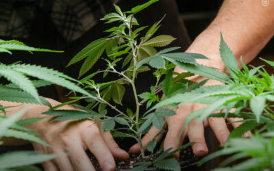 EUA: adultos de Connecticut podem começar oficialmente a cultivar maconha para uso pessoal sob a lei de legalização