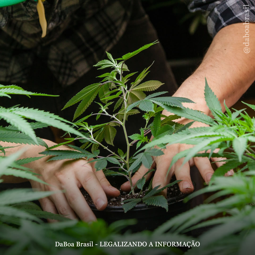 EUA: adultos de Connecticut podem começar oficialmente a cultivar maconha para uso pessoal sob a lei de legalização