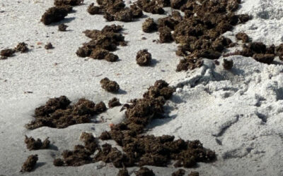 EUA: enorme quantidade de maconha aparece misteriosamente em praia da Flórida