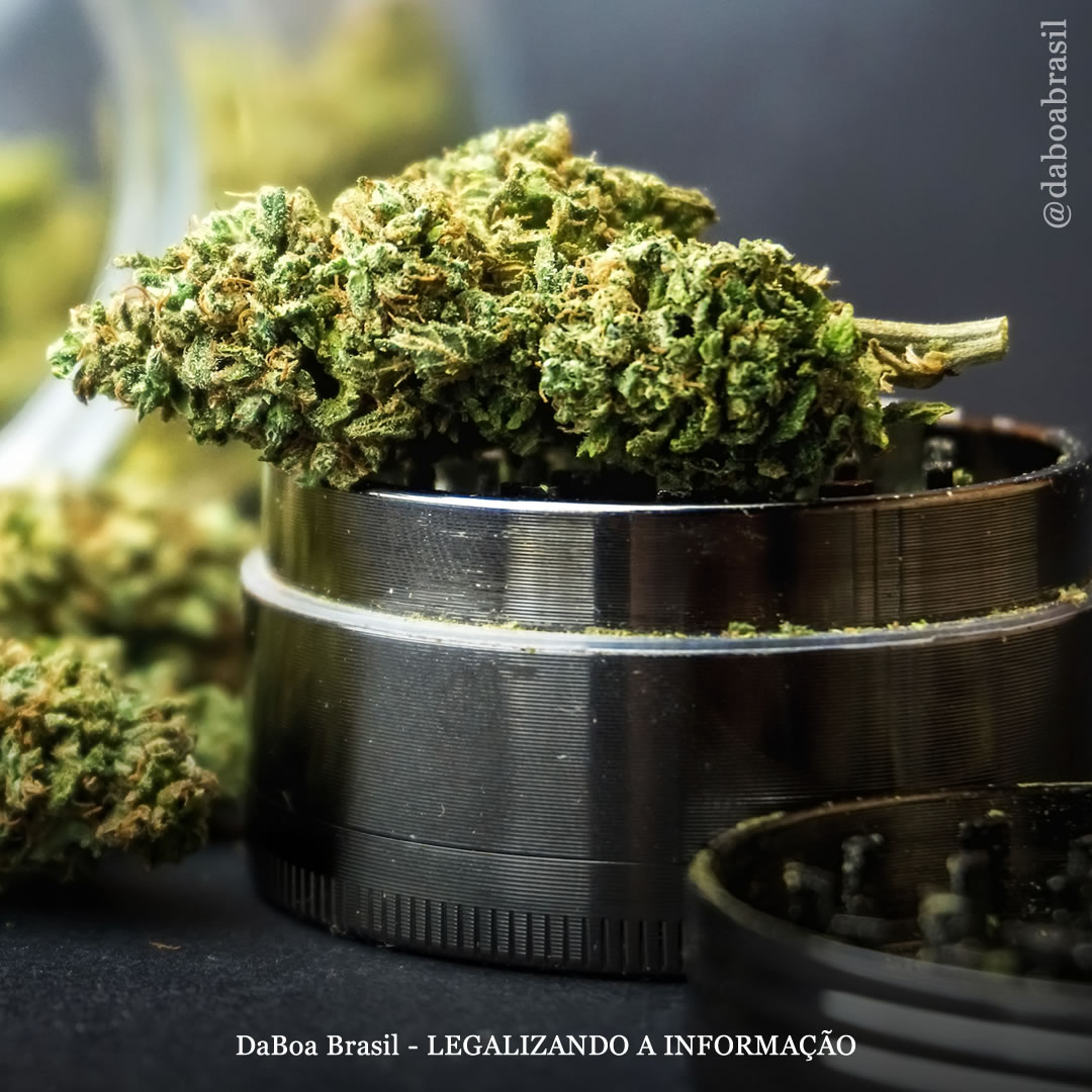 Lugares com maconha legal veem queda no tratamento de saúde mental, diz estudo