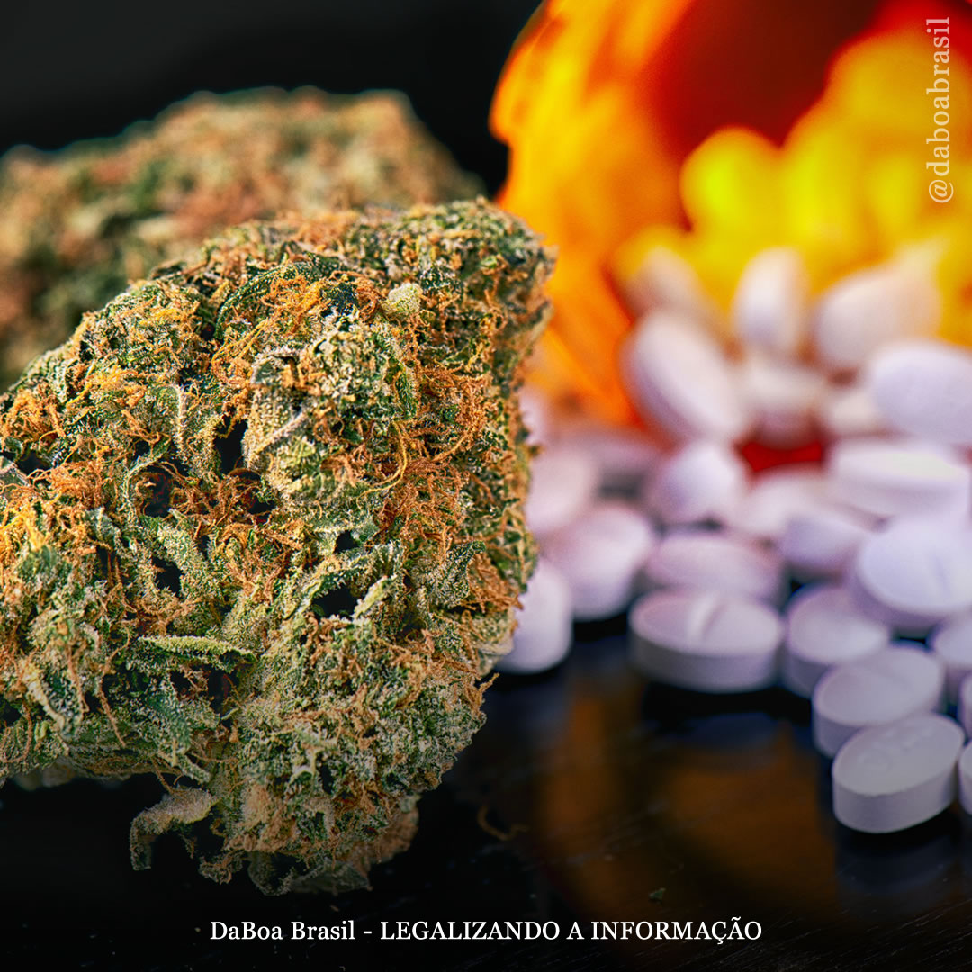 Uso de maconha está associado a menor dor e dependência reduzida de opioides e prescrições psiquiátricas, mostra estudo