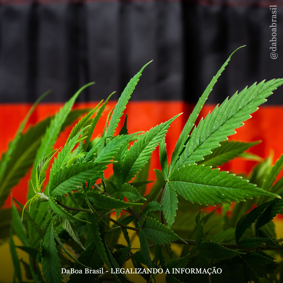 Alemanha: governo aprova a legalização do uso adulto da maconha