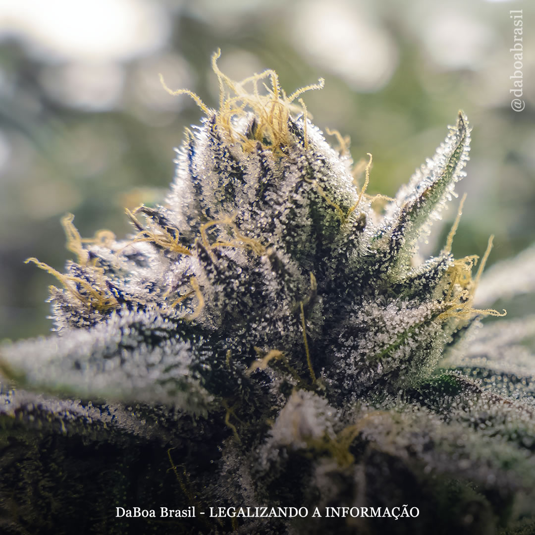 Canabinoides menores da maconha mantêm promessa terapêutica para tratar problemas de pele como acne e psoríase, conclui estudo