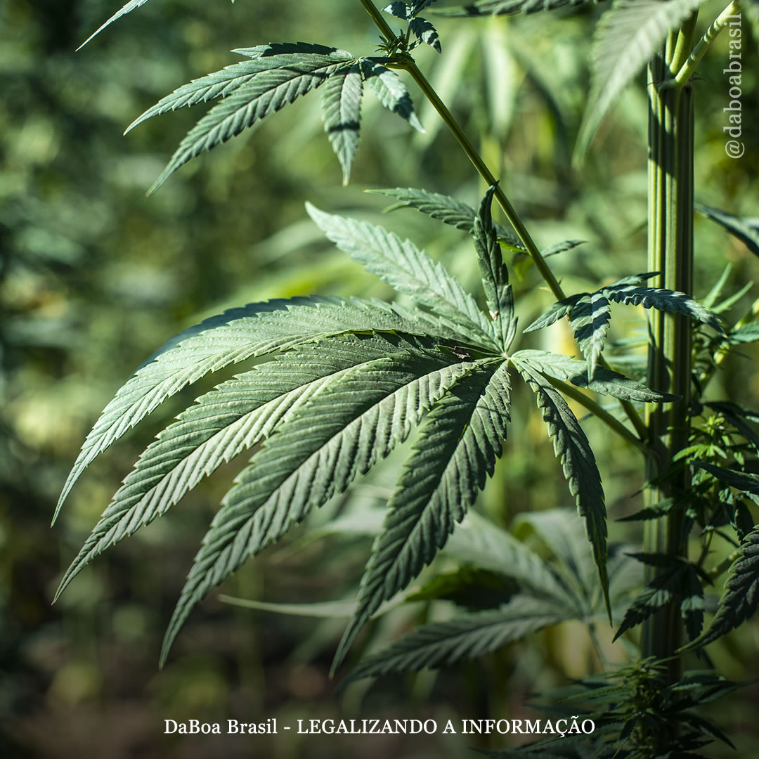 Conheça a árvore genealógica da maconha: a família cannabaceae