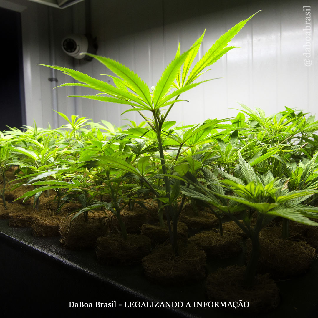 Dicas de cultivo: aprenda a clonar facilmente suas plantas de maconha favoritas