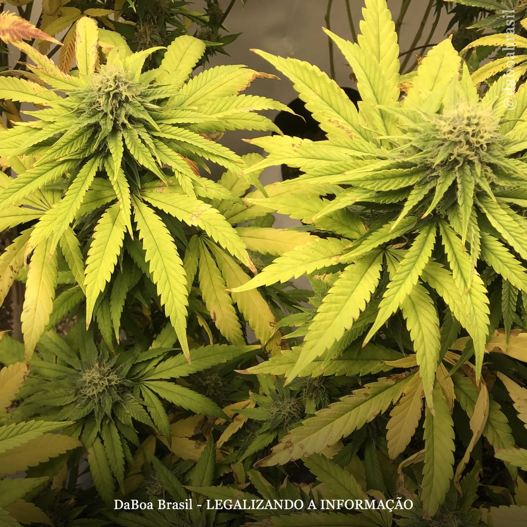 Dicas de cultivo: como prevenir e tratar o bloqueio de nutrientes nas plantas de maconha