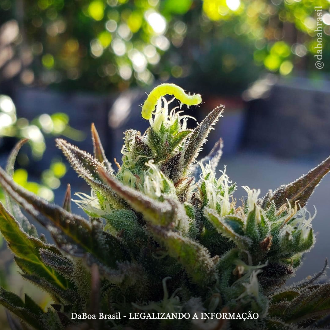 Dicas de cultivo: como proteger suas plantas de maconha de insetos no cultivo outdoor