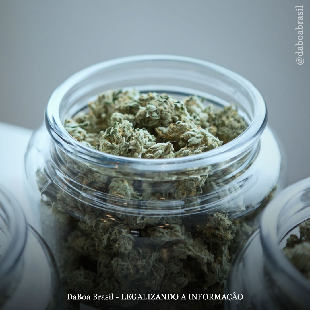 EUA: Connecticut lança novo fundo para apoiar empresas de maconha com equidade social