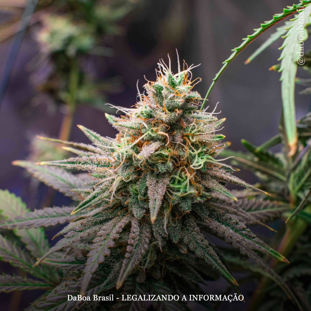 Uso de maconha está ligado à melhor qualidade de vida e melhor desempenho no trabalho para pessoas com distúrbios neurológicos, diz estudo