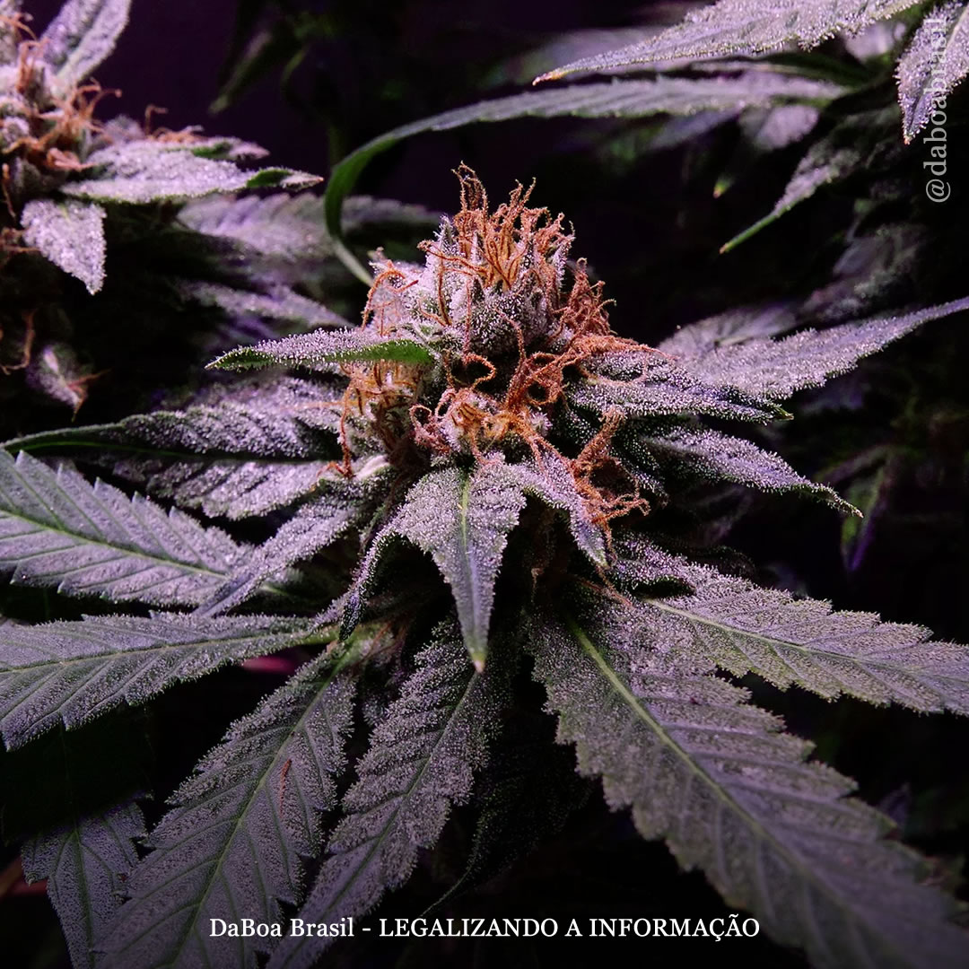 Usuários de maconha têm menor risco de desenvolver diabetes tipo 2, sugere estudo