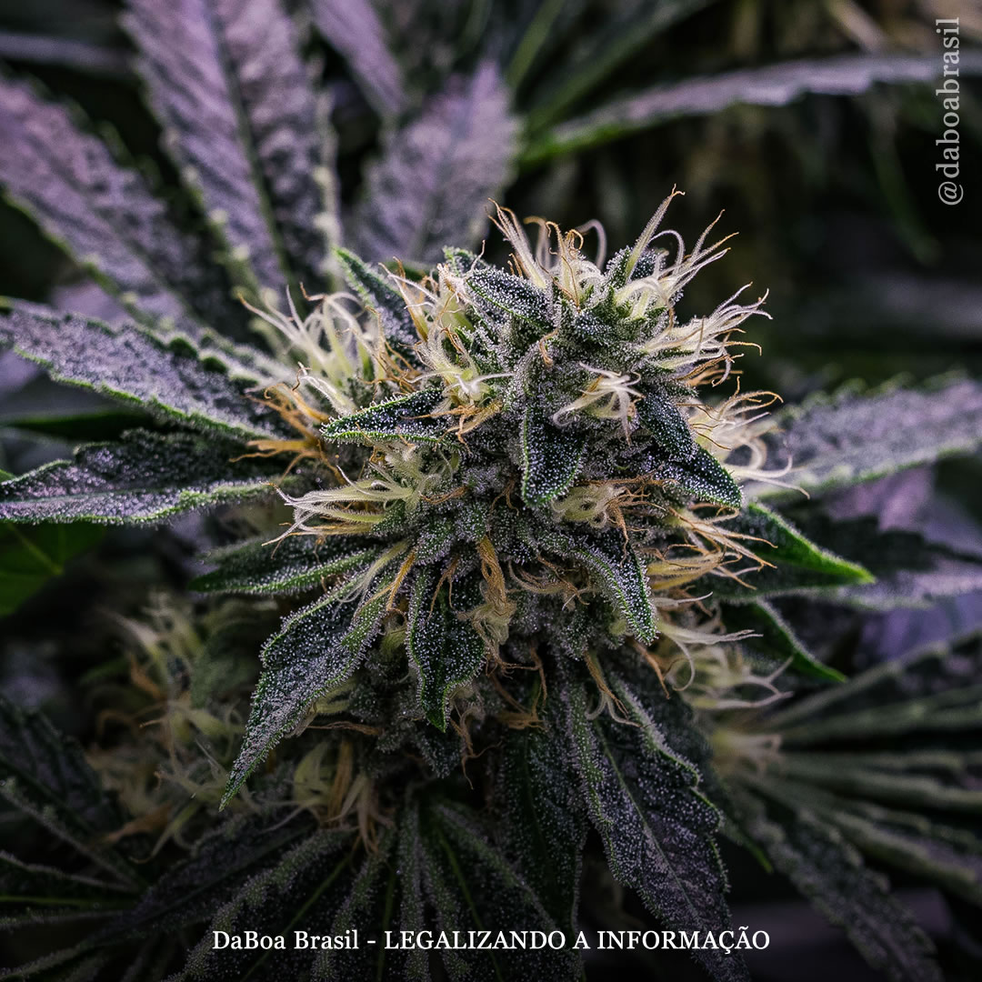 A maconha trata a neuropatia tão bem quanto os opioides e a maioria dos pacientes relata o uso de plantas com alto teor de THC, diz nova pesquisa