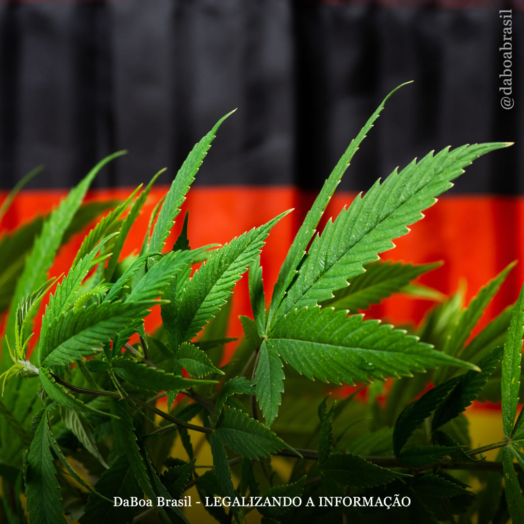 Alemanha: projeto de lei para legalizar o uso adulto da maconha avança após representantes estaduais não conseguirem bloqueá-lo