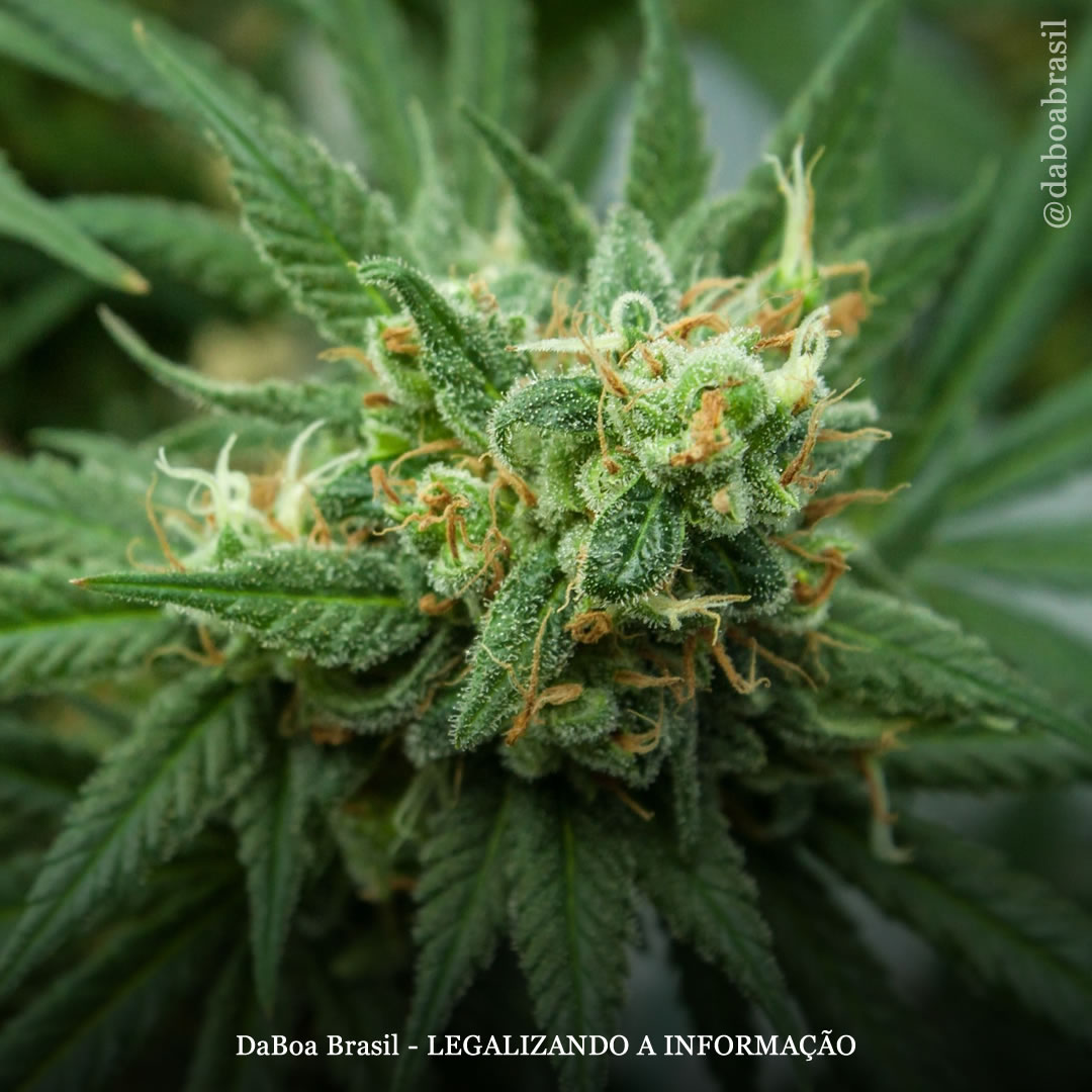 Canabinoides endógenos podem ser fundamentais para o tratamento de transtornos relacionados ao estresse, diz estudo