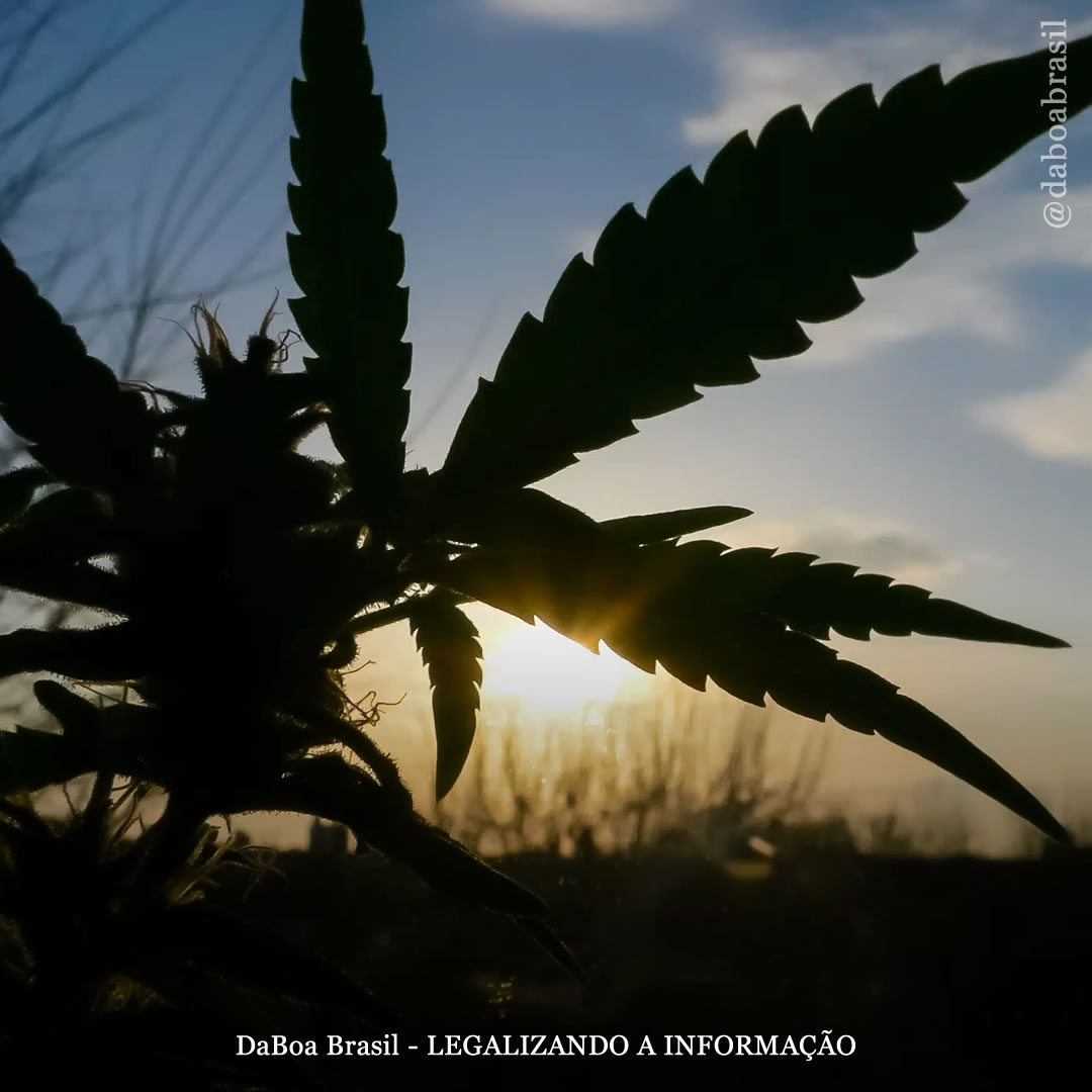 Dicas de cultivo: a importância do fotoperíodo no cultivo de maconha