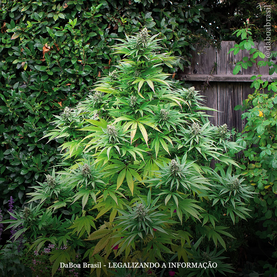Dicas de cultivo: como cultivar maconha ao ar livre (outdoor)