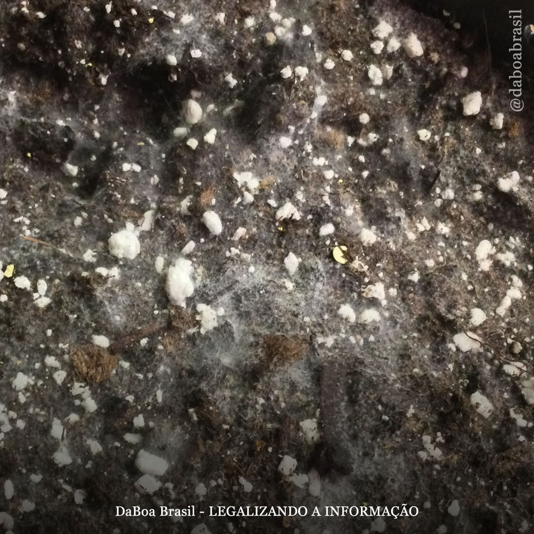 Dicas de cultivo: como eliminar o mofo no solo das plantas maconha