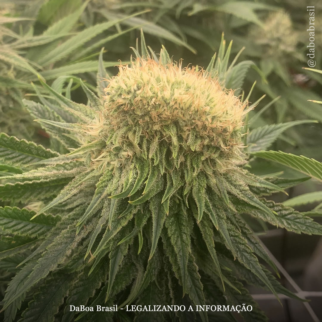 Dicas de cultivo: maconha poliploide – uma mutação fascinante