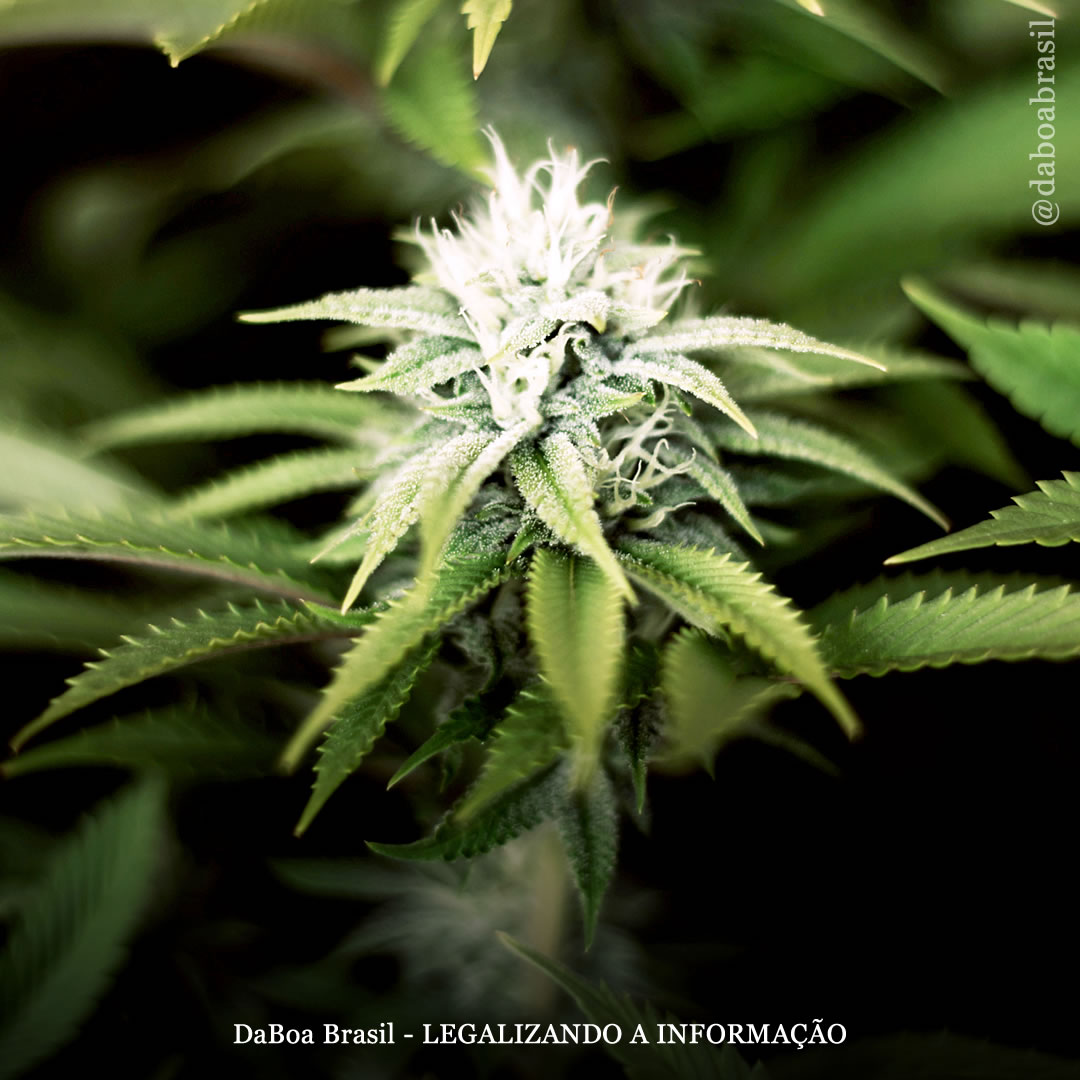 Pacientes que usam maconha observam melhora na qualidade de vida e diminuição da dor, ansiedade e depressão após três meses de uso, mostra estudo