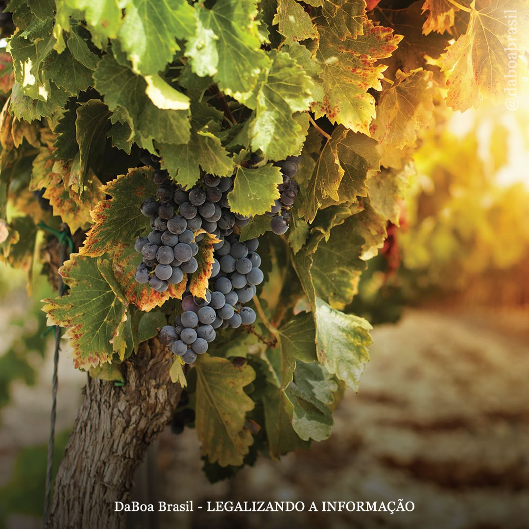 A cannabis atua como cobertura viável de cultivos em vinhedos e pode melhorar a qualidade do vinho, diz estudo