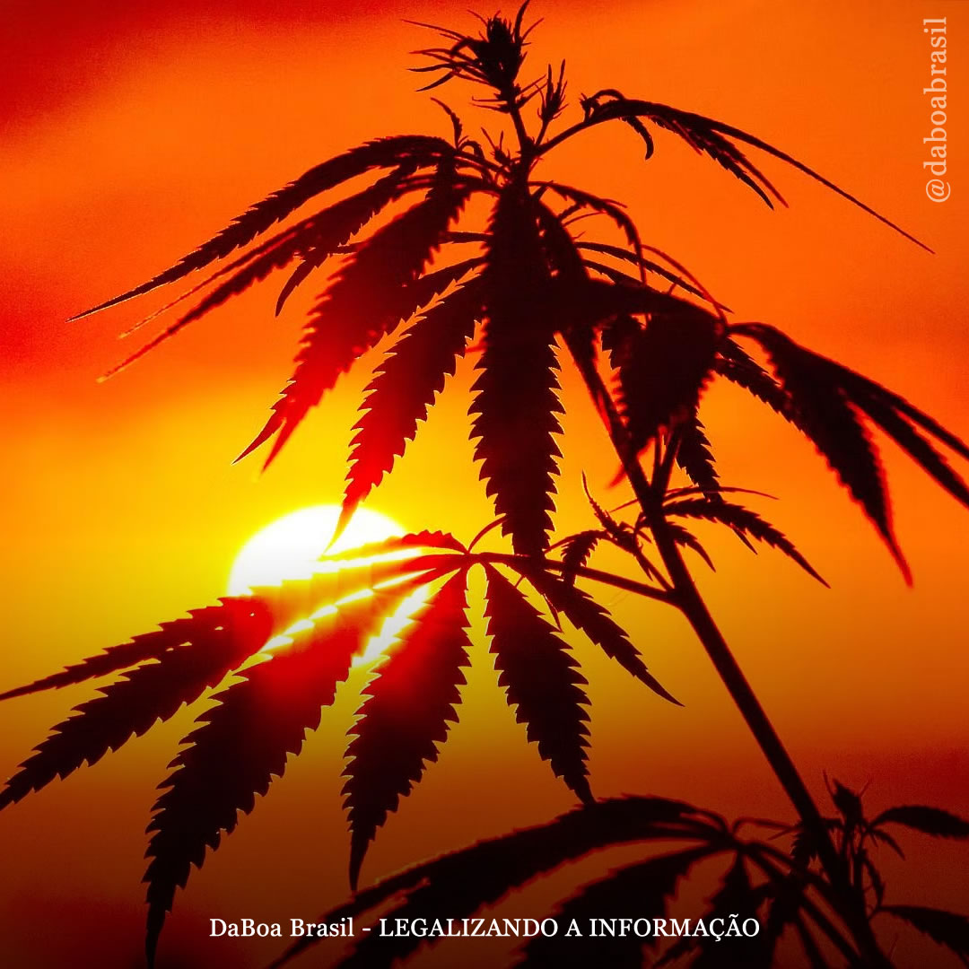 A guerra às drogas prejudica os esforços climáticos e a justiça ambiental, afirma relatório