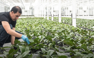 Canadá: empresas de maconha começam a cultivar orquídeas e alimentos devido à saturação do mercado