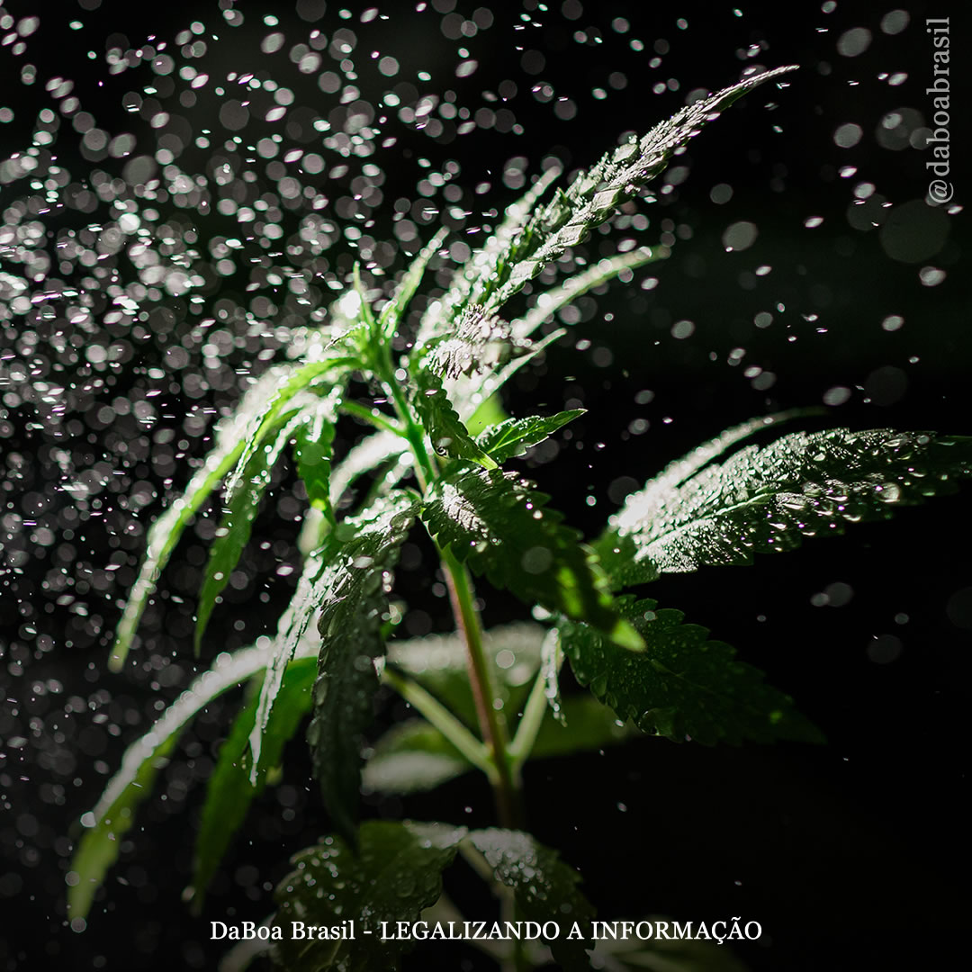 Dicas de cultivo: como usar água oxigenada no cultivo de maconha