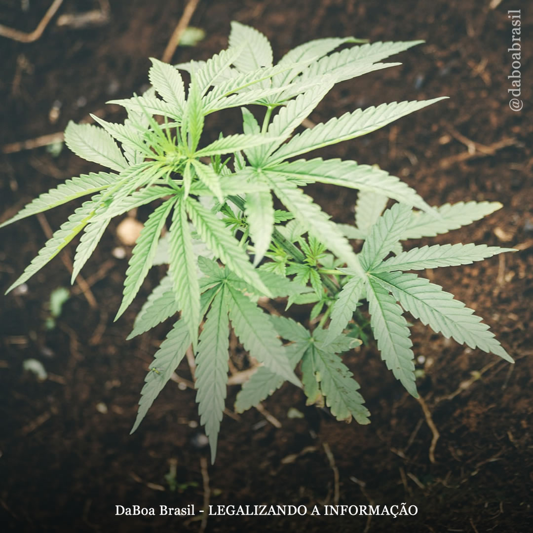 Dicas de cultivo: o solo vivo no cultivo de maconha