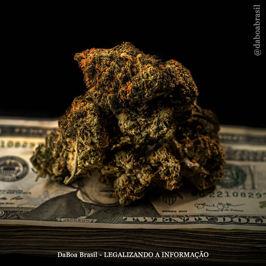 EUA: estados legalizados obtiveram mais de US$ 5,7 bilhões em receitas fiscais sobre a maconha em um período de 18 meses