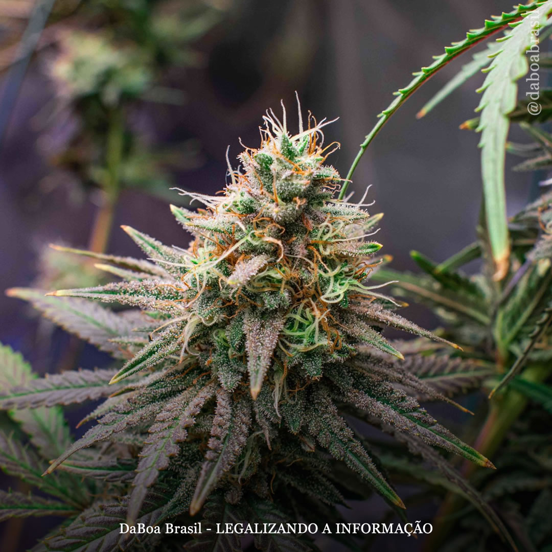 Efeito Entourage: maconha com vários canabinoides produz um efeito mais forte e duradouro do que o THC isolado, conclui estudo