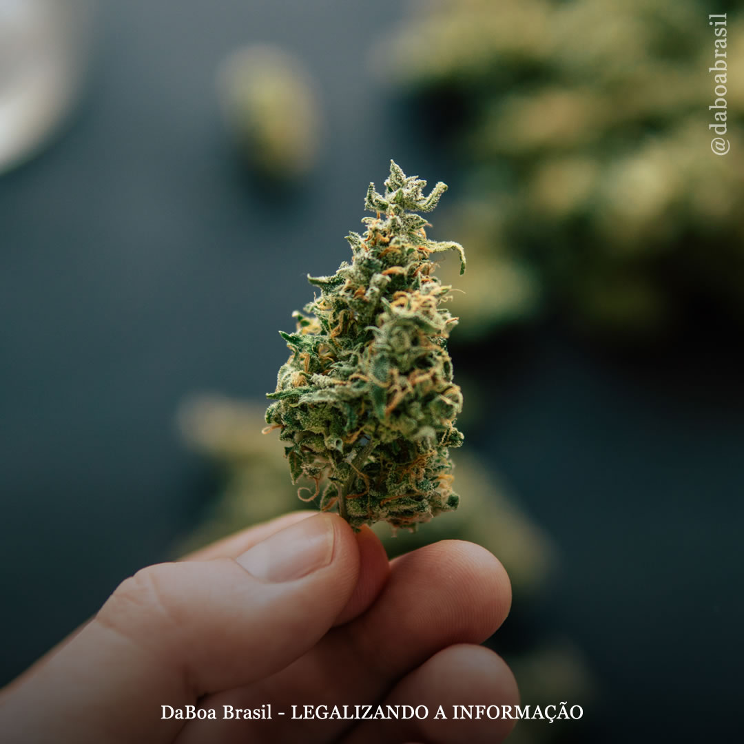 Homens que consomem maconha têm menos probabilidade de sofrer de pedras nos rins, diz estudo