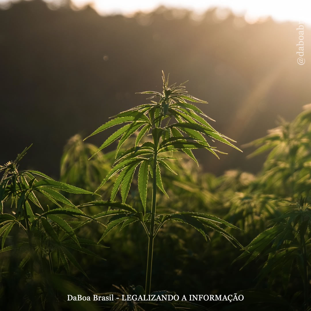 O uso da planta de maconha na descontaminação de solos e na captura de dióxido de carbono (CO2)