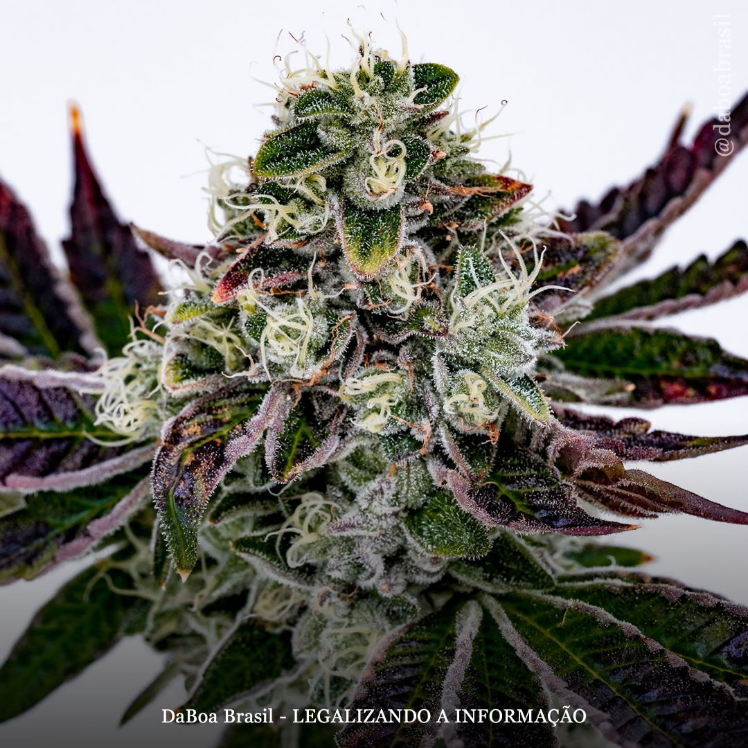 Pesquisadores identificam compostos da maconha até então desconhecidos que conferem às variedades seus aromas únicos