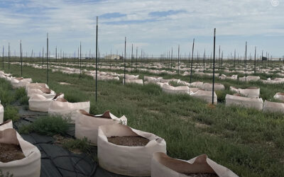 Praga de gafanhotos está destruindo grandes cultivos de maconha no Colorado (EUA)