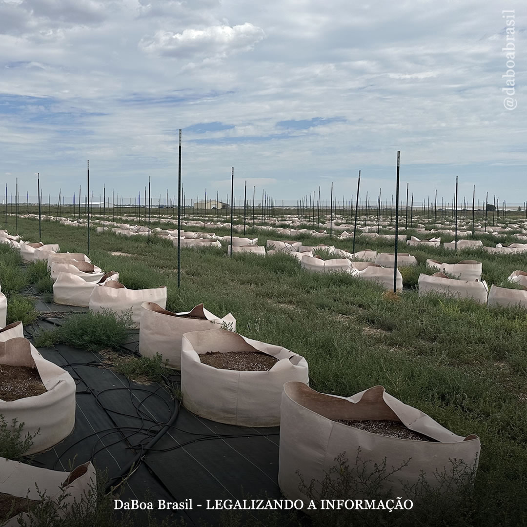 Praga de gafanhotos está destruindo grandes cultivos de maconha no Colorado (EUA)