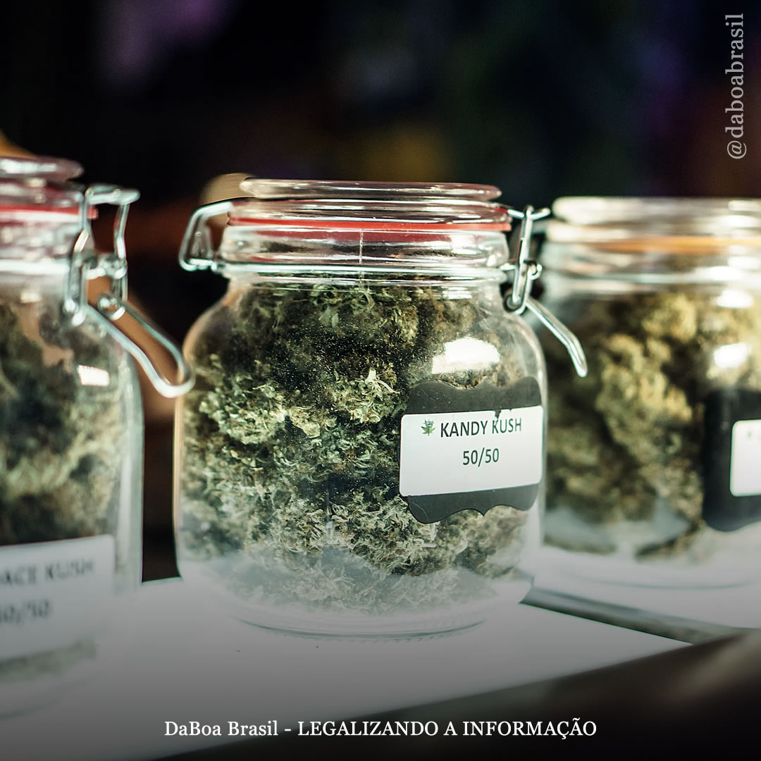 Varejistas legais de maconha não estão ligados ao aumento da criminalidade, diz estudo