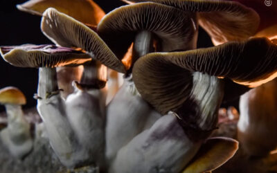 Chile: Ministério da Saúde estudará o potencial terapêutico dos cogumelos psilocibinos na saúde mental