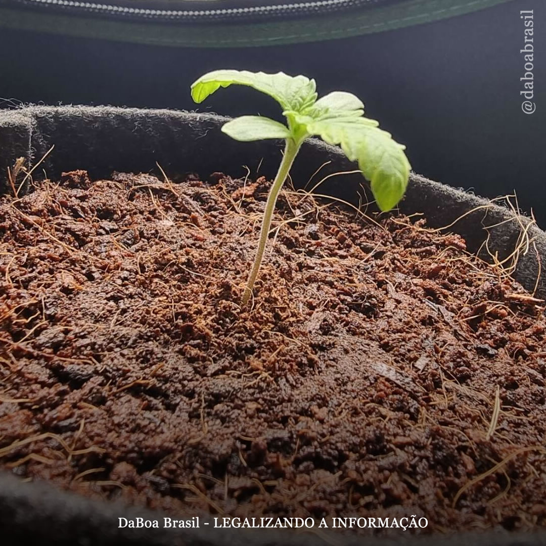 Dicas de cultivo: fibra de coco – um ótimo substrato para o cultivo de maconha