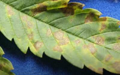 Dicas de cultivo: septoriose nas plantas de maconha – o que é, como prevenir e tratar?
