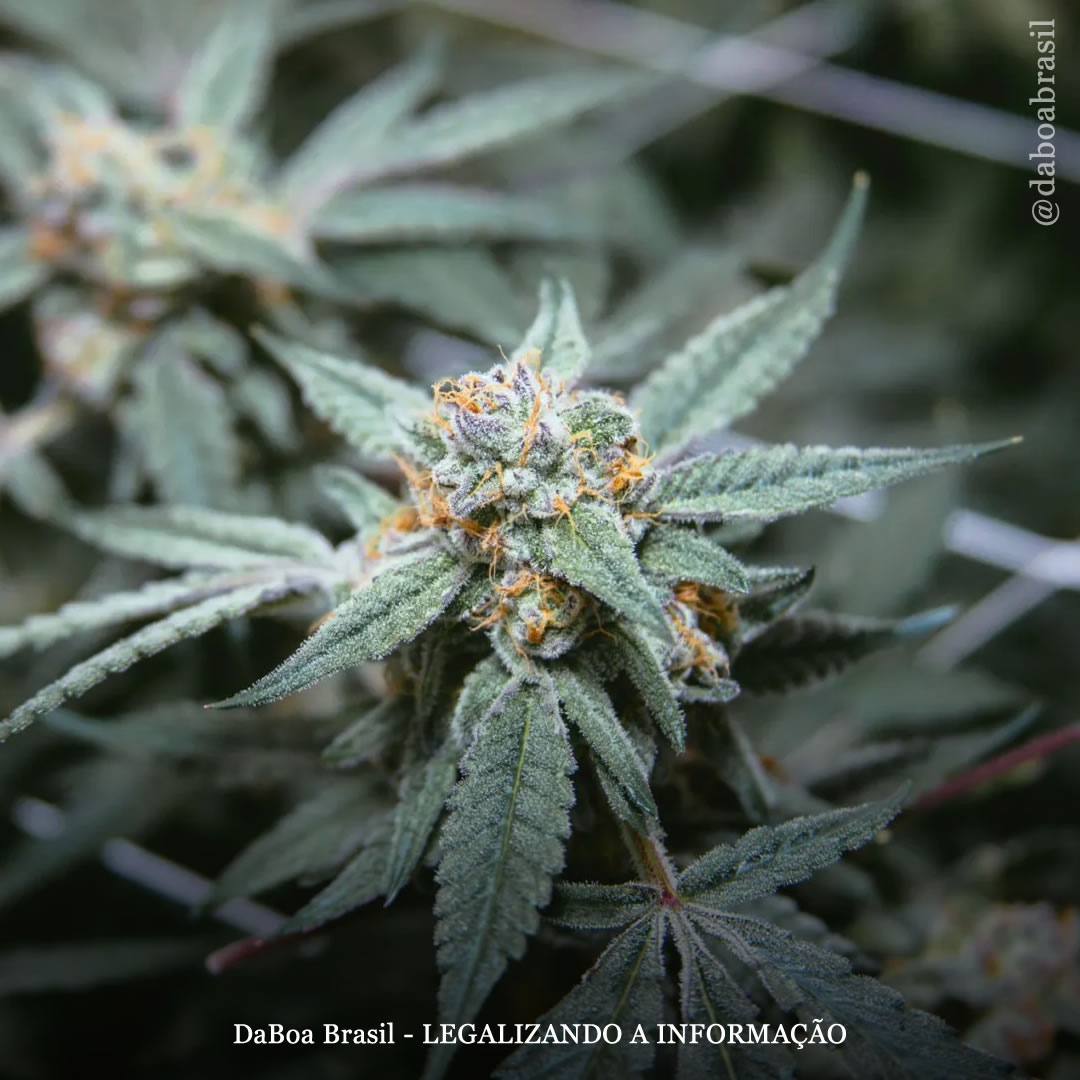 EUA: Ohio se torna o 24º estado a legalizar o uso adulto e autocultivo da maconha