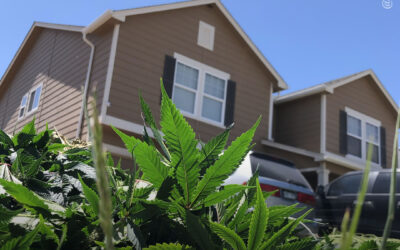 Valores residenciais são mais altos em lugares com legalização do uso adulto da maconha, diz estudo