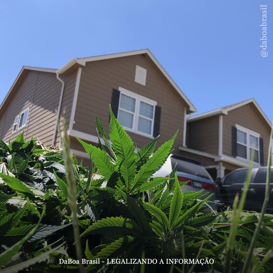 Valores residenciais são mais altos em lugares com legalização do uso adulto da maconha, diz estudo