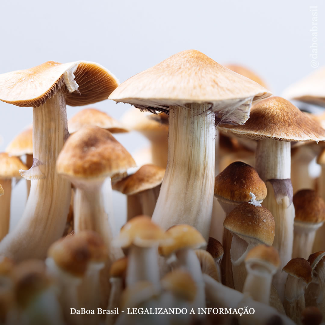 A psilocibina é um tratamento promissor para depressão em pessoas com transtorno bipolar tipo II, diz estudo