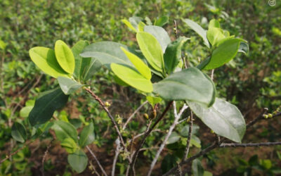 Colômbia autoriza fabricação de biofertilizante com folha de coca