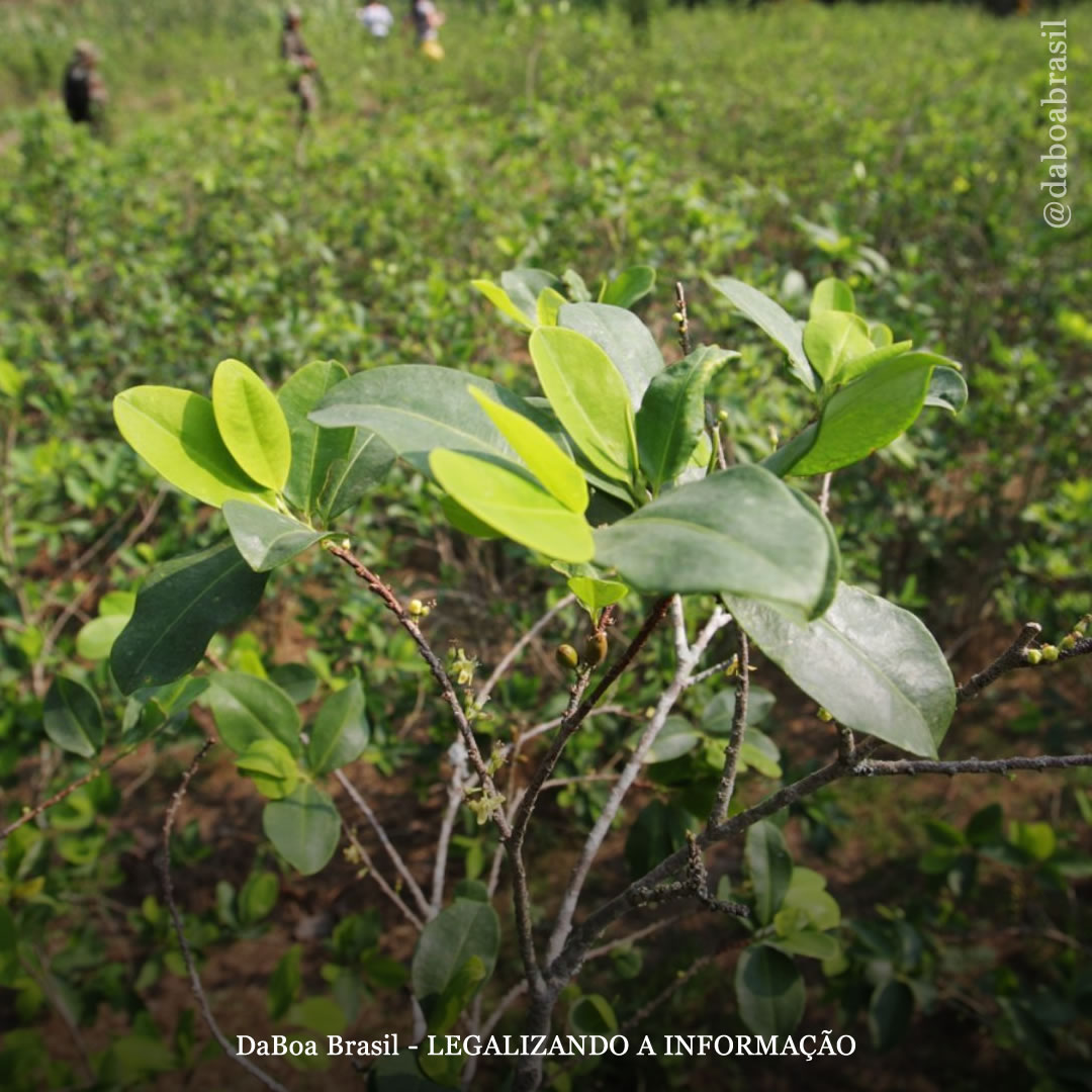 Colômbia autoriza fabricação de biofertilizante com folha de coca