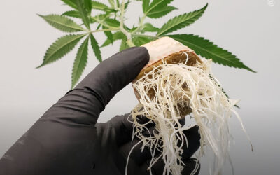 Dicas de cultivo: as melhores técnicas para enraizar clones de plantas de maconha