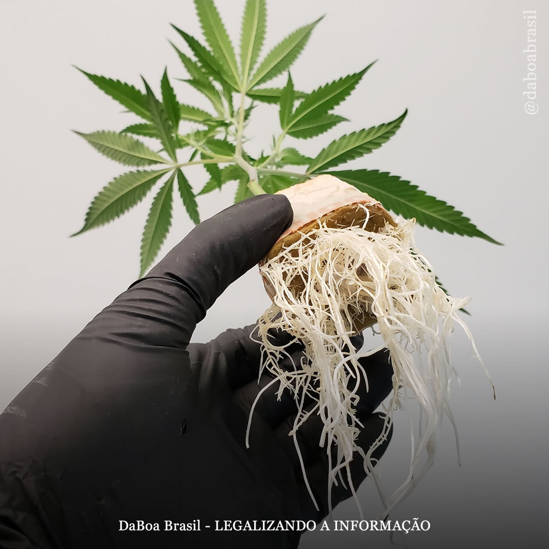 Dicas de cultivo: as melhores técnicas para enraizar clones de plantas de maconha